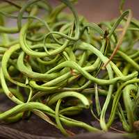 Tisane aux herbes Aao Xiao Ye pour l'essence rénale, à base de plantes sauvages sélectionnées, d'herbe fossile et d'herbe dorée de la montagne de Changbai, thé en vrac (en boîte) frais et sec