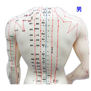 Modelo de Acupuntura Femenina de Alta Definición de 50 cm con Meridianos y Puntos para Masajes de Salud y Uso Antiescolico - Product Image 4
