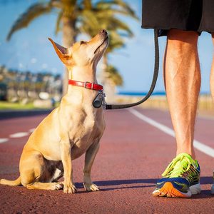 Rastreador GPS de Plástico para Mascotas, Perros y Gatos, Bluetooth, Resistente al Agua, Mini Localizador con 10-20 Horas de Duración de Batería, Gran Venta 2026 - Product Image 6