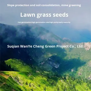 جميع المواسم دائمة الخضرة لأسنان الكلاب بذور جذور العشب لمشاريع تخضير المنحدرات مقاومة للجفاف للحرارة لتربة العشب - Product Image 4