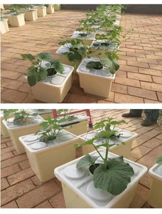 Ensemble hydroponique de seau néerlandais simple Petit hangar agricole <span class=keywords><strong>en</strong></span> plastique carré vert (PP) Culture sans sol facile à assembler pour le <span class=keywords><strong>melon</strong></span> - Product Image 5