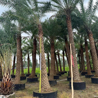 Pohon Phoenix Sylvestris Tahan Panas Berkualitas Tinggi Grosir Pohon Kurma Timur Tengah untuk Lanskap Arab Saudi UEA