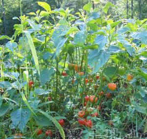 Jin deng-Frutos secos de grado alimenticio, <span class=keywords><strong>Physalis</strong></span> alkegengi naturales de color rojo largo - Product Image 3