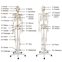 Modèle de squelette d'éducation humaine (170 cm) avec support / modèle biologique, modèle de squelette grandeur nature