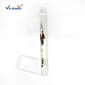 แบบจำลองทางวิทยา<span class=keywords><strong>ศาสตร์</strong></span>การแพทย์ ตัวอย่างกระบวนการงอกของพืช ทำจาก PVC สำหรับการฝึกอบรมในโรงเรียน - Product Image 4
