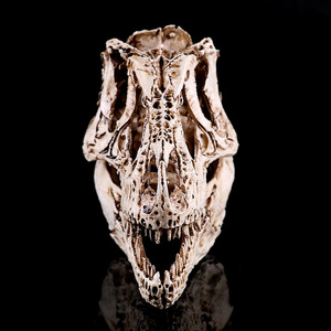Venta al por mayor <span class=keywords><strong>Trex</strong></span> SKD05 Tyrannosaurus Rex Skull <span class=keywords><strong>3D</strong></span> Resina Calavera Adornos Animal - Product Image 5