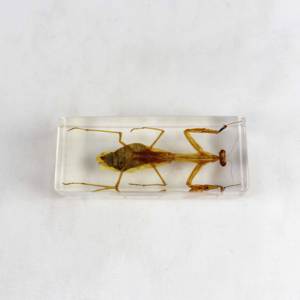 사마귀 곤충 내장 표본 - Product Image 5