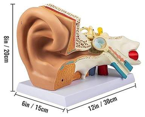 Modello Anatomico dell'Orecchio Umano, Ingrandimento 5 Volte, Modello Dimostrativo Medico Smontabile con Orecchio Interno - Product Image 4