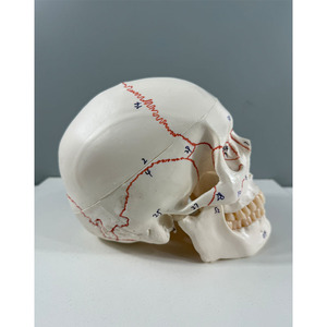 Modelo de Cráneo Blanco con Particiones Funcionales y Etiquetas Numeradas Tipo B - Herramienta Educativa de Anatomía - Product Image 4