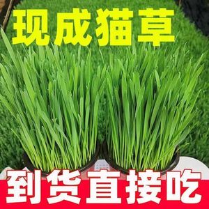 Plantas de hierba para gatos en maceta, listas para comer, ya cultivadas, cultivadas en suelo de trigo, suelo nutritivo, hidroponía, 4 macetas - Product Image 3