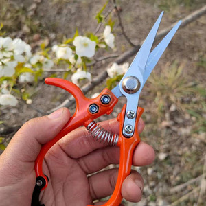 Tijeras para recoger frutas de naranja, herramienta de poda de cabeza recta con hoja de acero inoxidable de 40mm para huertos y jardines - Product Image 3