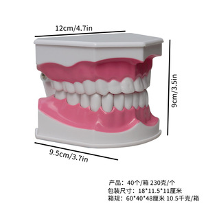 Modelo de Salud Dental Infantil (Escala 2x) de Plástico, Guía de Cepillado Bucal, Instrumento de Enseñanza, Arco Dental, Cepillado Efectivo - Product Image 4