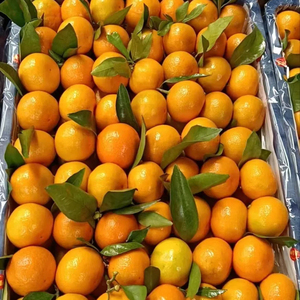 Bán Buôn Trung Quốc Cao Cấp Tươi Citrus Không Hạt Tangerine Nhỏ Ngọt Ngào Lá Tangerine Mandarin - Product Image 6