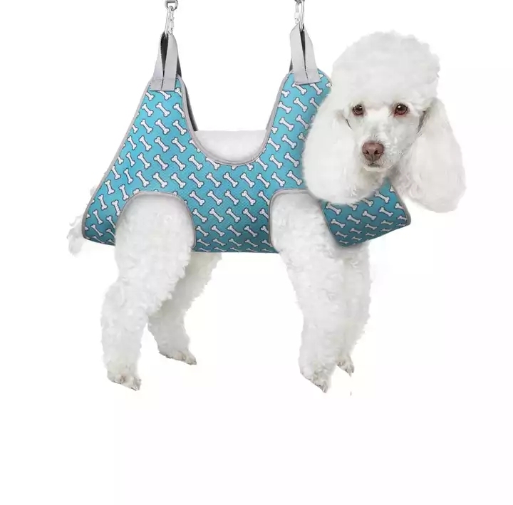 Bleu clair avec chien bon-es
