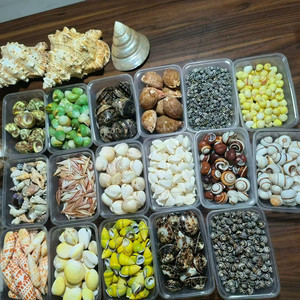 1-2 cm tự nhiên mini nhỏ vỏ ốc xà cừ biển cho hàng thủ công trang trí đám cưới bãi biển chủ đề bên bể cá và bình phụ trang trí nhà - Product Image 5