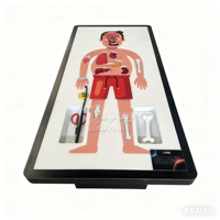 Matériel interactif pour l'éducation STEM : Modèle de la structure du corps humain, équipement technologique interactif pour musées d'enfants, équipement d'expositions interactives