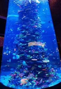 湾曲したガラス水族館の水槽水族館の装飾人工サンゴ礁の装飾 & 装飾品の水槽 - Product Image 6