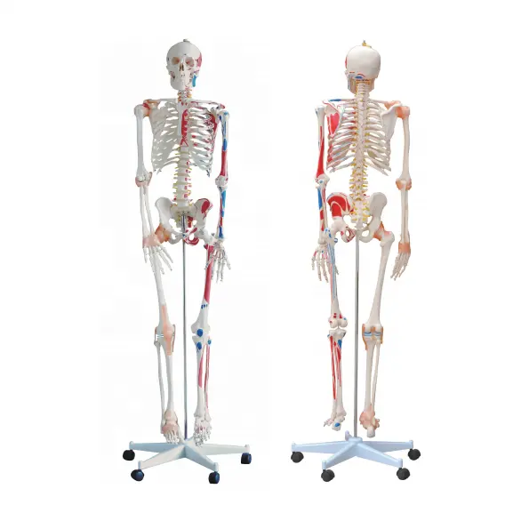 180cm skeleton model with muscle and ligament Advanced skeleton model