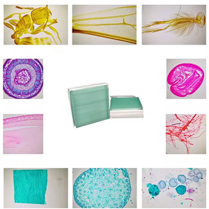 Section de glissière de microscope biologique CAT7101 du stade précoce de la gastrula - Product Image 5