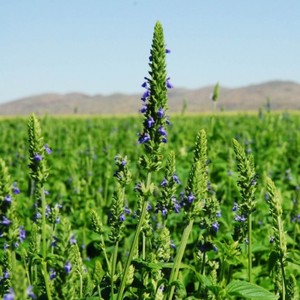 Polvo de Semillas de Chía, Proteína Vegetal, Rico en Omega-3 y Alto en Fibra, Superalimento para Aumentar la Saciedad, de Moonfarms en Tailandia - Product Image 2