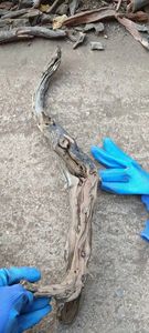 수족관 자연 드리프트 나무 조각 뿌리 가지 수족관 <span class=keywords><strong>Driftwood</strong></span> 장식 - Product Image 2