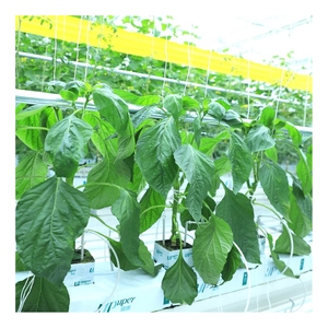Vườn trồng rau thủy canh UPuper Sweet Pepper trong nhà kính với khối đá khoáng - Product Image 1