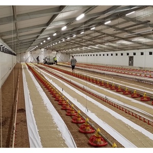 China Fabriek Pluimvee Boerderij Milieuvriendelijk Aangepaste Kleur Stalen Structuur Vleeskuikens Huis Gebouw - Product Image 4