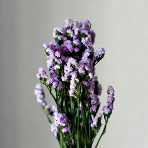 Ramo de Flores Secas, <span class=keywords><strong>No</strong></span> Me Olvides, Flores Secas <span class=keywords><strong>para</strong></span> Decoración del Hogar, Decoración de Bodas - Product Image 4