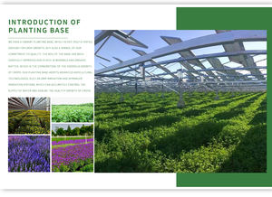 Marque Privée Naturelle Ensemble de Soins Capillaires au Beurre de Batana Brut 100% Naturel Huile Capillaire Batana - Product Image 2