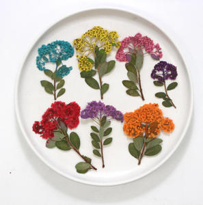 Tiges de narcisses séchées multicolores en vrac pour boîte à ombres botanique, décoration murale, art floral pressé - Product Image 4