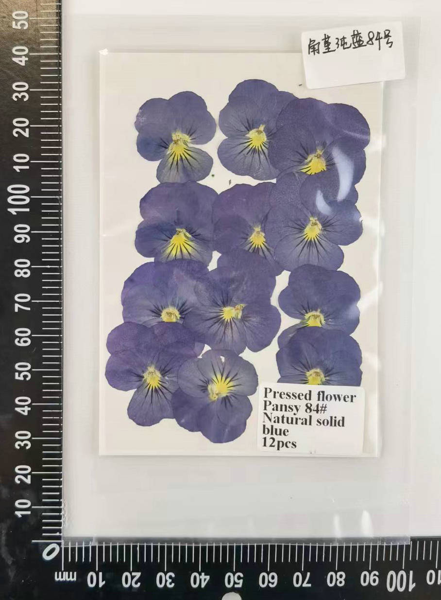 Blu solido naturale 12 pz/borsa