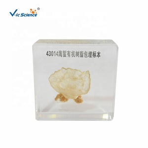 Modèle anatomique de méduse préservée dans du PVC, structure complète pour l'enseignement en classe et l'exposition VIC-SCIENCE - Product Image 5