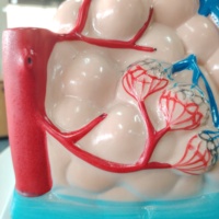 Modelo Anatómico de Alvéolo Pulmonar de PVC Duradero DARHMMY, Modelo de Anatomía Humana Ampliada para Enseñanza Escolar, Modelo de Ciencia Médica de Tamaño Más Grande