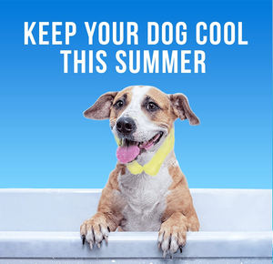 Penjualan Panas Barang Baru Kalung Pendingin Musim Panas untuk Anjing dan Kucing Kalung Dingin untuk Anjing - Product Image 3