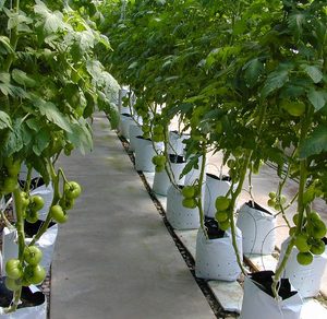 Wholesale PE Material Cocopeat Grow Horticulture Greenhouse Hydroponic Planter Bags for Soilless Cultivation Planting - Product Image 6