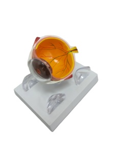 Modèle d'instruments optiques LTB-M2, équipement ophtalmique avec machine oculaire, autres caractéristiques, modèle d'<span class=keywords><strong>ophtalmologie</strong></span> pour les cliniques hospitalières - Product Image 4