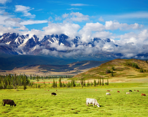 Paysages naturels, montagnes, rivières, montagnes enneigées, peintures murales, autocollants muraux, <span class=keywords><strong>jungle</strong></span> et prairies, papier peint imperméable - Product Image 5