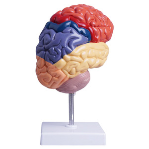 Hot Bán con người phải nửa não chức năng khu vực giải phẫu mô hình - Product Image 5
