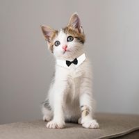 Tanpopo Animaux Chat Noeud Papillon Cravate Costume Réglable Cravate Formelle Classique Rétro Toilettage Accessoires Cosplay Party Collier De Chien