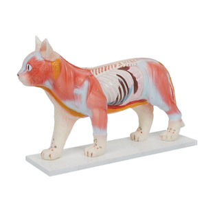 نموذج تعليمي لنقاط الوخز بالإبر للقطط للتدريب البيطري - Product Image 2