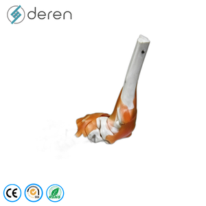 Modelo <span class=keywords><strong>de</strong></span> Articulación <span class=keywords><strong>de</strong></span> <span class=keywords><strong>Rodilla</strong></span> Humana a Tamaño Real con <span class=keywords><strong>Ligamentos</strong></span> Elásticos, Material <span class=keywords><strong>de</strong></span> PVC, Anatomía Funcional para Enseñanza Médica - Product Image 5