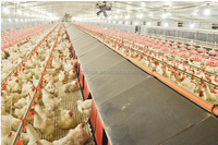 Système d'alimentation par capteur de la marque allemande IFM, ligne d'alimentation, équipement d'élevage de volailles pour ferme avicole