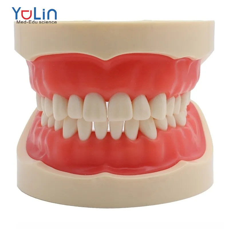 En çok satan tıbbi Model beyin diş Model beyin standart 28 vida-in çıkarılabilir diş modeli ile özel teklif diş