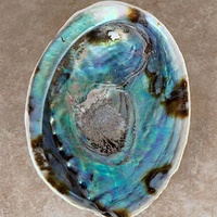 Coquille d'ormeau naturelle de nouvelle-zélande, grande bavure, coquilles d'ormeau en vrac
