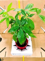 Recycler personnalisé imprimer votre logo boîte de fleuriste forte carton livraison de fleurs vase emballage coffrets cadeaux pour les plantes