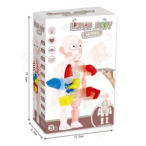 Jouets éducatifs précoces modèle d'orgue humain bricolage assemblage d'éveil hommes jouets apprentissage outil fournitures torse modèle <span class=keywords><strong>jouet</strong></span> - Product Image 2