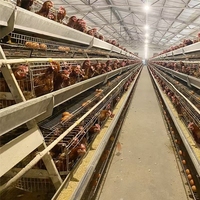 Nouveau poulailler en acier de type A et cage à poules pondeuses pour poulets de chair pondeuse poulets animaux cage de batterie pour ferme d'élevage de poulets