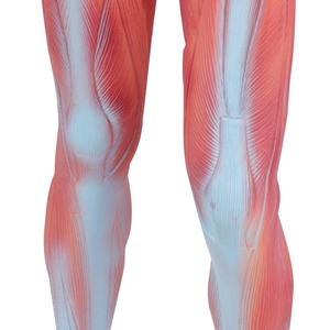 Modèle d'enseignement du <span class=keywords><strong>corps</strong></span> <span class=keywords><strong>humain</strong></span> complet Maihun, modèle d'anatomie <span class=keywords><strong>musculaire</strong></span> pour la dissection, 85 cm, en PVC - Product Image 5