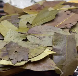 प्रीमियम ओरिएंटल सूखे इलेक्स chinensis बैंगनी पत्तियों होली पत्ती के लिए बिक्री