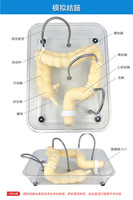 Modèle d'entraînement à la coloscopie des sciences médicales Simulation souple Organe colique pour l'enseignement
